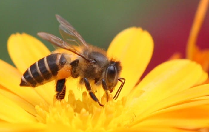 Nằm mơ thấy ong đánh con gì và điềm báo gì?