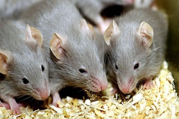 Mơ thấy 4 con chuột người tuổi Sửu nên đánh lô đề nào?